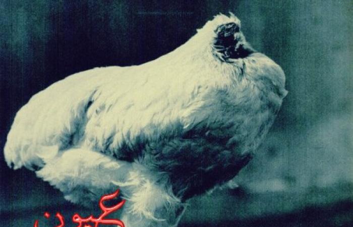 قصة دجاجة معجزة عاشت بدون رأس: ظلت حيّة 18 شهرًا بعد ذبحها