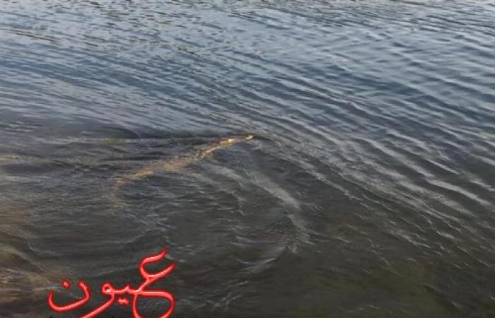 بالصور.. ظهور تمساح بالنيل في أسوان.. والمحميات: اللقطات في هذه المنطقة