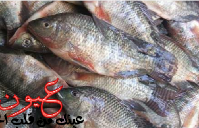 انخفاض أسعار السمك بعد قرار السيسي