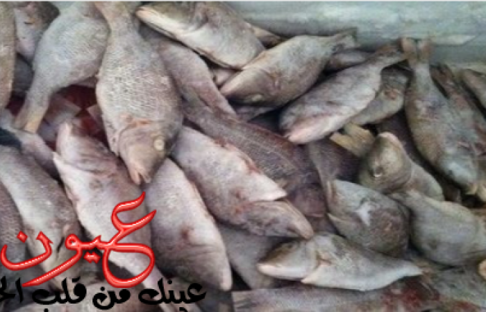السلطات السعودية ترفض استلام شحنة أسماك بلطي مصرية فاسدة وتعيدها لميناء سفاجا