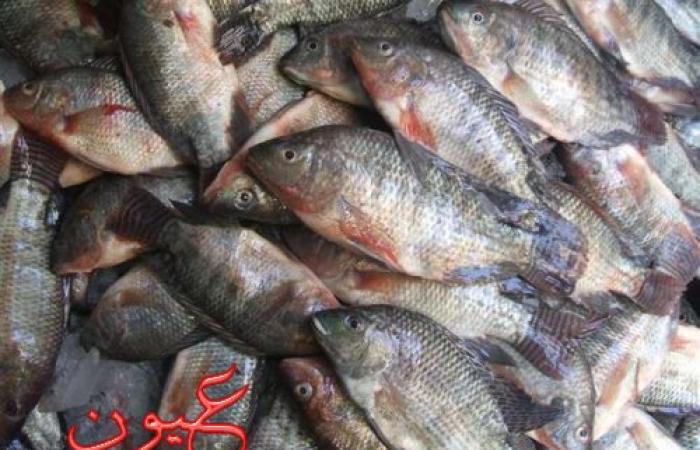 ارتفاع غير متوقع لأسعار الأسماك اليوم الأربعاء.. ننشر سعر جميع أنواع السمك الآن