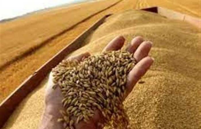 بالتفاصيل.. إجراء حكومي عاجل لتأمين احتياجات البلاد من القمح