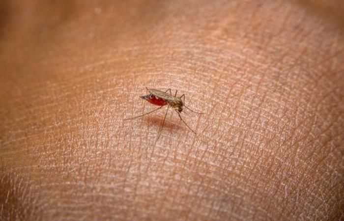تسجيل 14 إصابة بالملاريا جميعها إصابات وافدة منذ بداية العام في الاردن