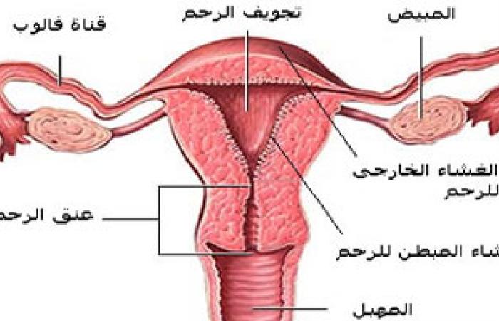 ضمور المبيض وضيق عنق الرحم عوامل تؤدى لصعوبة الحمل