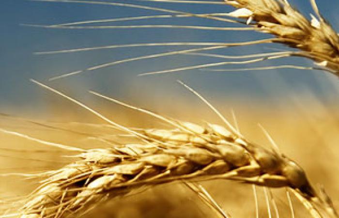 تكليف الجمعيات الزراعية العامة بإبرام عقود توريد القمح مع الفلاحين