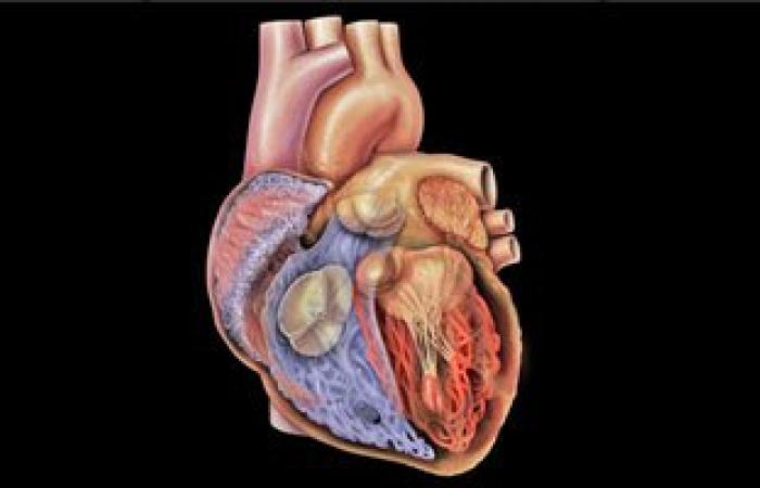 تعدد الزوجات يضاعف احتمالات إصابتك بأمراض القلب 5 مرات
