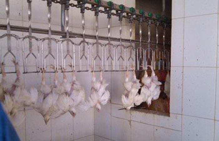 تموين أسوان: ضخ كميات كبيرة من الدواجن واللحوم داخل المجمعات