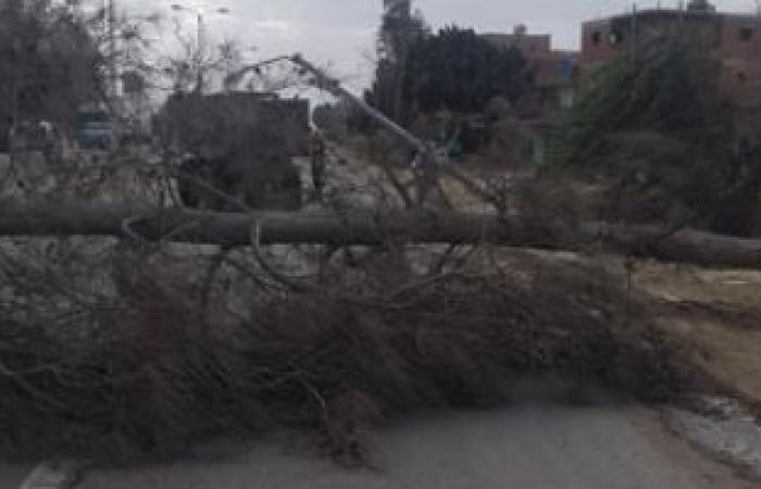 بالصور.. سقوط شجرة وعمود كهرباء بطريق "المنصورة - دمياط" بسبب سوء الطقس