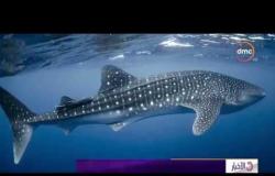 الأخبار - معهد علوم البحار يرصد ظهور أكبر سمكة في العالم قرب الغردقة بالبحر الأحمر