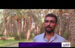 الأخبار - بدء موسم حصاد البلح بأنواعه المختلفة في مصر