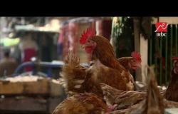 الحكاية يرصد أسعار الدجاج في الأسواق.. ما هى أسباب الارتفاع؟
