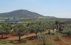 مسؤول سوري: إنتاج زيت الزيتون يتعافى تدريجيا ليصل إلى مستوياته الطبيعية