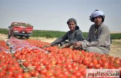 الزراعة: التعاقد مع شركة برازيلية لتزويد مصر بأصناف متميزة من الطماطم والجزر والباذنجان