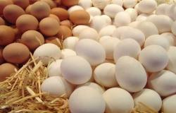 شعبة الثروة الداجنة: نتوقع انخفاض أسعار البيض في رمضان