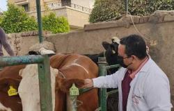 «بيطري الاسكندرية»: تحصين 80 ألف رأس ماشية وطائر ضد 7 أمراض