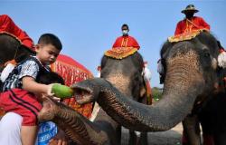 تايلاند تعد مأدبة ضخمة من الخضر والفاكهة احتفالا بيوم الفيل