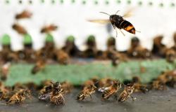 7 معوقات تواجه تربية النحل