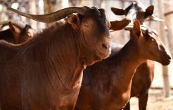 زراعة عسير تنظم مهرجان "الماعز الدهم" بمركز مربة 