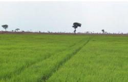 "الرى": زراعة 665 ألف فدان أرز بزيادة 3 أضعاف العام الماضى