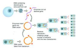 الإندبندنت: علماء يتوصلون لتصنيع كروموسومات بشرية لعلاج أمراض وراثية