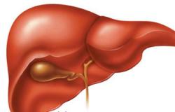 ما وظائف الكبد الحيوية لجسم الإنسان؟