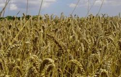 زراعة سوهاج: حصاد 125438ألف فدان من محصول القمح