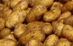 "الزراعة":استيراد 72  ألف طن تقاوى بطاطس خالية من الأمراض الحجرية
