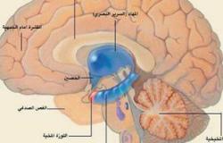 ديلى ميل: اكتشاف مركز الكرم والسخاء داخل المخ