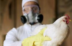 صحة الغربية ترفع حالة الطوارئ بعد وجود 20 حالة اشتباه إصابة بأنفلونزا الطيور