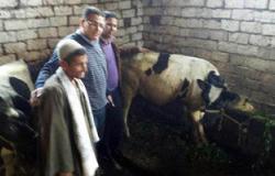 صاحب البقرة المبروكة بالبحيرة يتخلص منها ببيعها فى سوق المواشى بـ10آلاف جنيه
