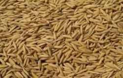تموين المحلة تضبط تاجر غلال حجب 30 طن أرز عن التداول