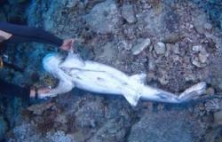 جمعية هيبكا: العثور على سمكتى قرش مذبوحتين بجزيرة الأخوين بمرسى علم