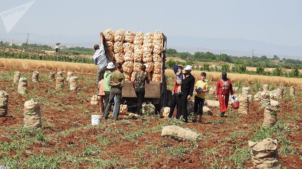 بلدة خطّاب تحاذي خطوط التماس شمال حماة وتنتج أفضل أنواع البطاطا بالعالم