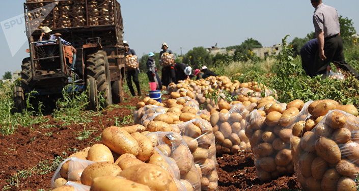 بلدة خطّاب تحاذي خطوط التماس شمال حماة وتنتج أفضل أنواع البطاطا بالعالم
