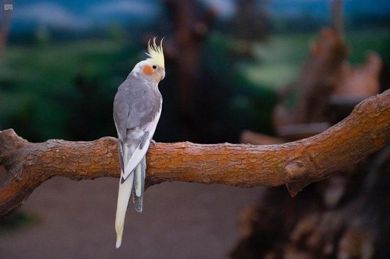 23 نوعًا تتجول وتحاور الزوار.. صور من حديقة الطيور 