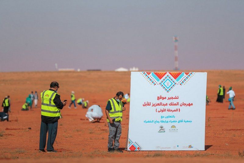 نصف مليون شتلة تزيِّن مهرجان الملك عبدالعزيز للإبل