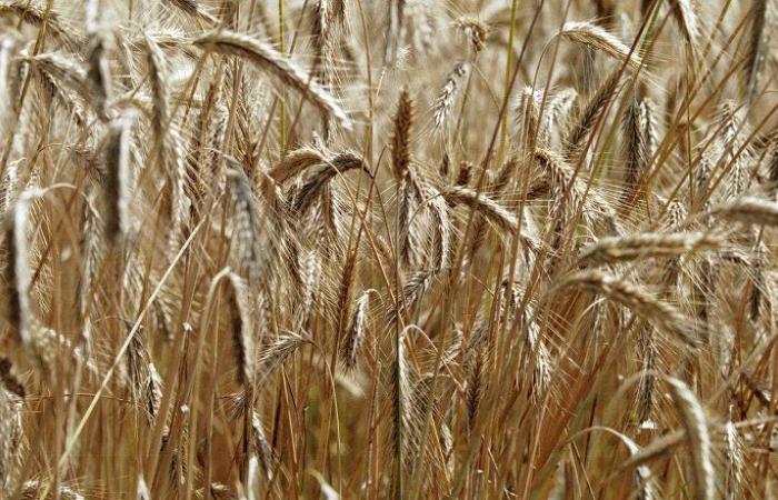 تجار: الجزائر تشتري 200 ألف طن على الأقل من القمح الصلد