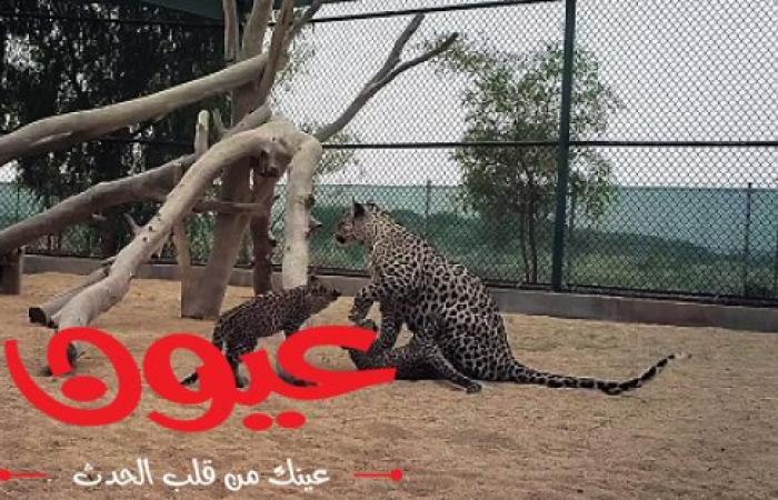 ولادة صغيرين جديدين من النمور العربية ضمن جهود المملكة في حماية النمر العربي