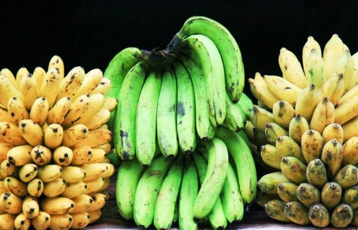 هل ستساعد تقنيات التعديل الوراثي في إنقاذ الموز من الانقراض؟