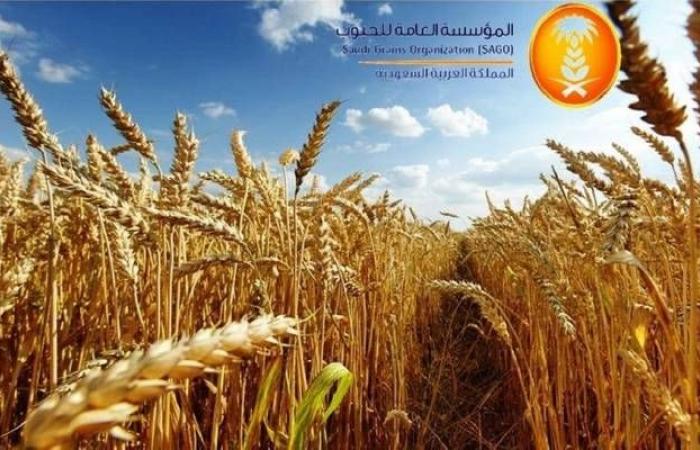 مؤسسة الحبوب:شراء 10%من احتياجات القمح السنوية من شركات سعودية بالخارج