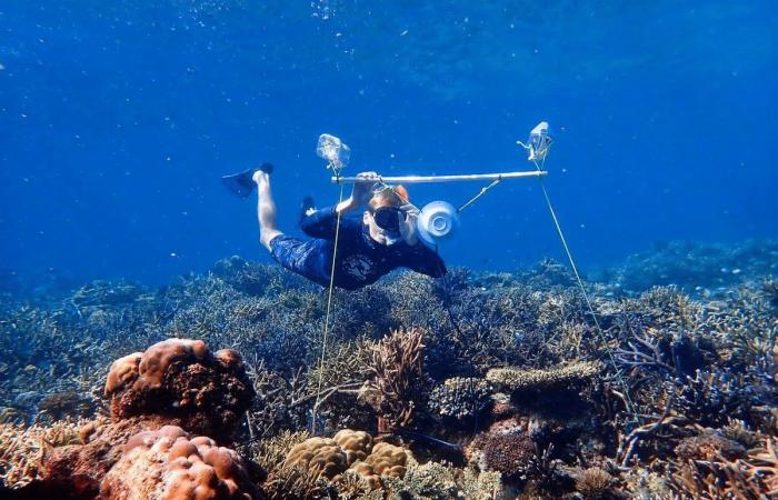 مكبرات صوت تحت الماء قد تساعد في استعادة الشعاب المرجانية التالفة