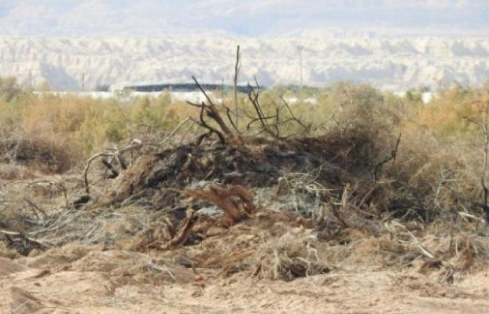 بالصور ... " الملكية لحماية الطبيعة " : إعدام40  ألف شجرة في محمية فيفا