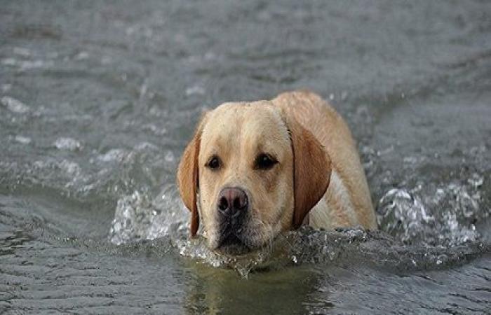 شاب اردني حاول إنقاذ كلاب .. فمات غرقا
