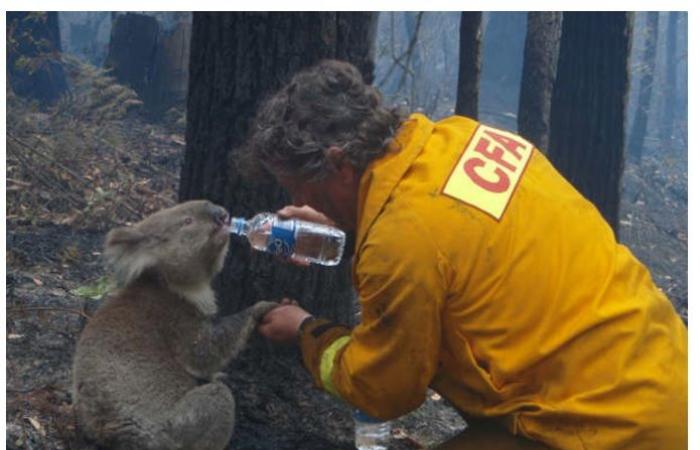 حرائق الغابات في أستراليا: 5 حقائق عن الكارثة