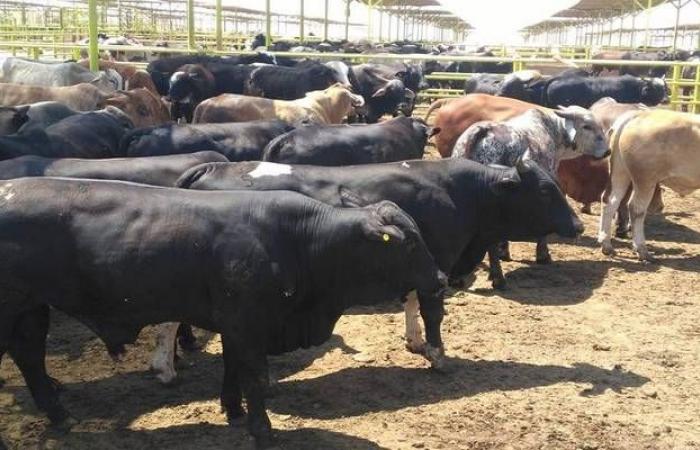 السعودية.. استيراد أكثر من 70 ألف رأس ماشية لدعم الأسواق باللحوم الحمراء