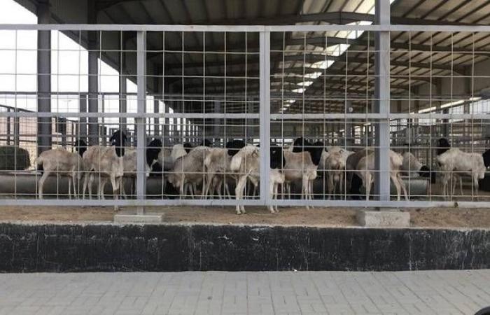 السعودية تستورد 14.8 ألف رأس ماشية لدعم السوق المحلي واستقرار الأسعار