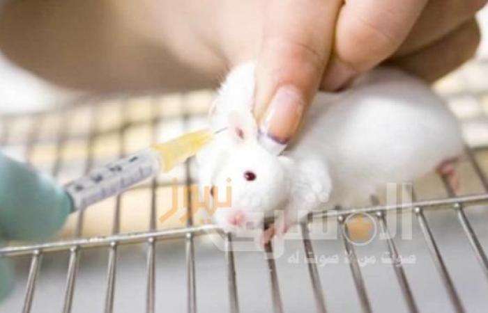 أمريكا ترسل فئرانًا بخلايا مناعية بشرية إلى روسيا لاختبار لقاح كورونا