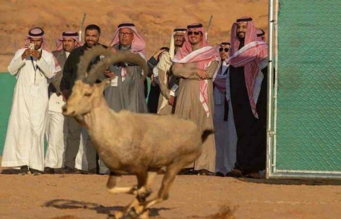 بالصور "شرعان" السعودية.. "ملكة جمال العالم" بين البروالبحر والصخر