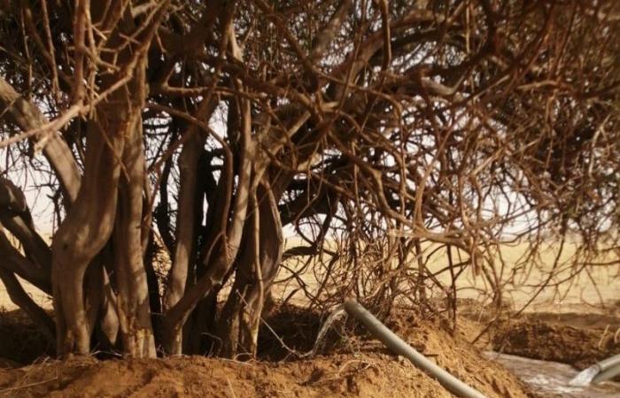 "بيئة القنفذة" تنجح في إعادة زراعة أشجار السرح المعمرة
