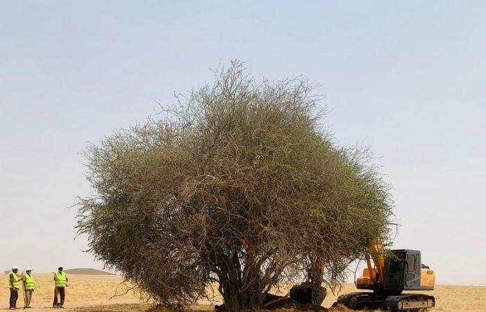 "بيئة القنفذة" تنجح في إعادة زراعة أشجار السرح المعمرة